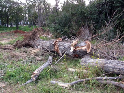 Εξιχνιάστηκε κλοπή δέντρων από αγροτεμάχιο σε περιοχή της Ημαθίας